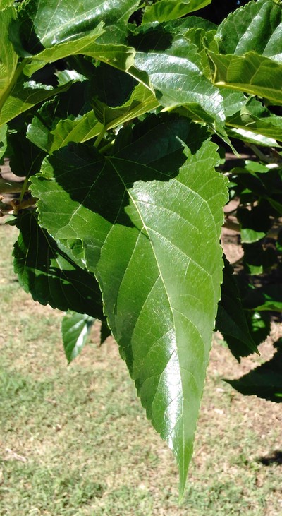 Mulberry tree and leaf